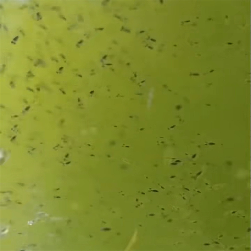 kiek biologinės terpės viename galone