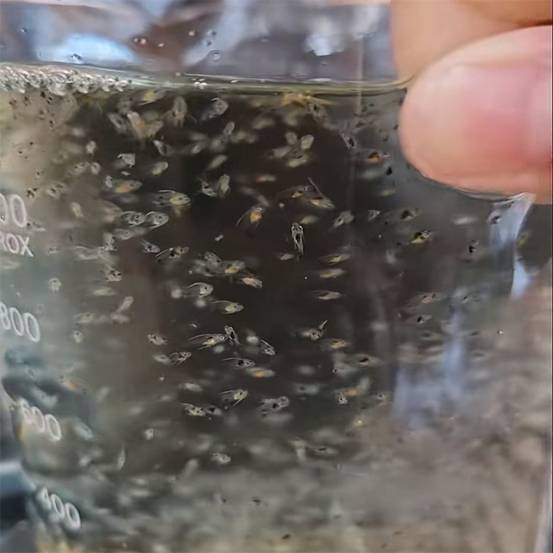 kiek biologinės terpės viename galone