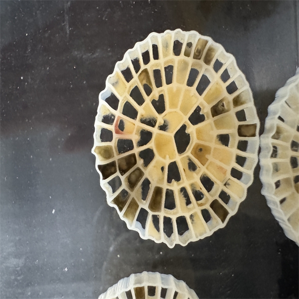 biofiltracijos terpė-2.jpg